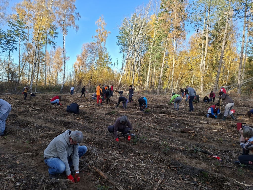 Eine Fläche im Hohen Holz wurde von Revierförster Jens Strebe vorbereitet, um 2.000 junge Bäume zu pflanzen.