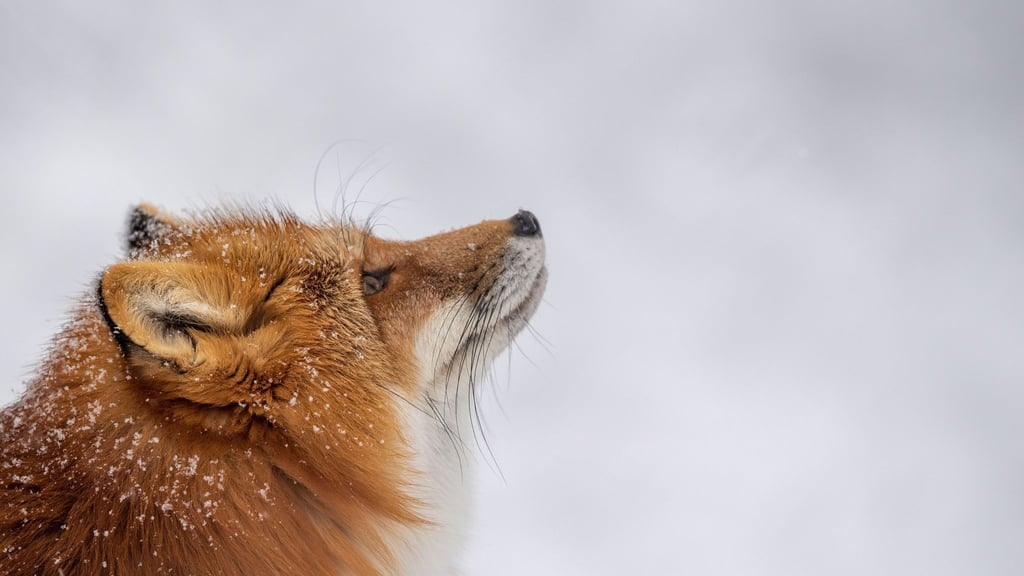 Was macht der Fuchs im Winter? Er hält keinen Winterschlaf, sondern geht auf Mäusejagd.