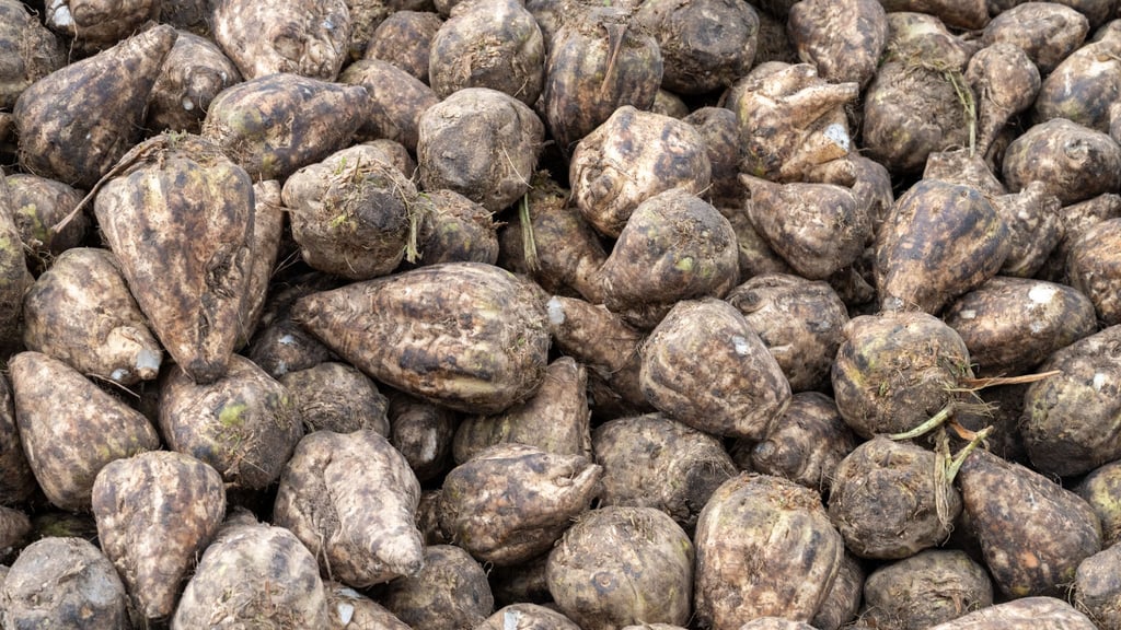 In Niedersachsen läuft die Zuckerrübenernte. (Archivbild)