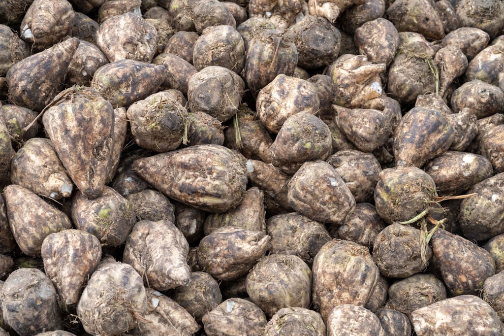 In Niedersachsen läuft die Zuckerrübenernte. (Archivbild)