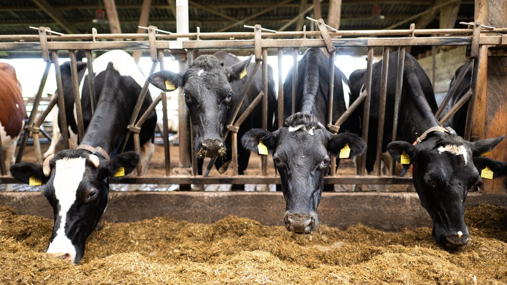 Schon im vergangenen Jahr waren nach Bauernprotesten in der EU Erleichterungen für Landwirte beschlossen worden. (Archivfoto)