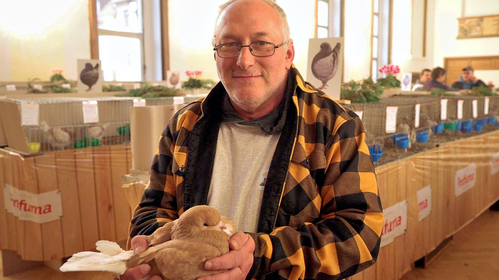 Züchter und Ausstellungsleiter Helge Bückner mit einer seiner Modena-Tauben.