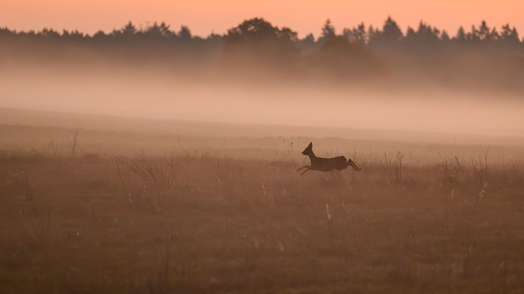 Wer ein verletztes Wildtier findet, kann sich künftig zur Beratung an „Wildtiernah Berlin“ wenden. (Symbolbild)