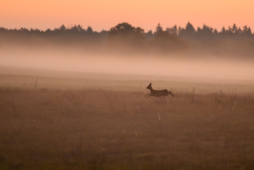 Wer ein verletztes Wildtier findet, kann sich künftig zur Beratung an „Wildtiernah Berlin“ wenden. (Symbolbild)