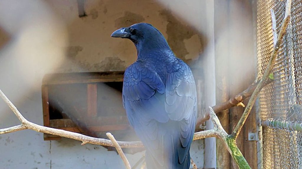 Der verbliebene Kolkrabe ist nun allein in der Voliere. 