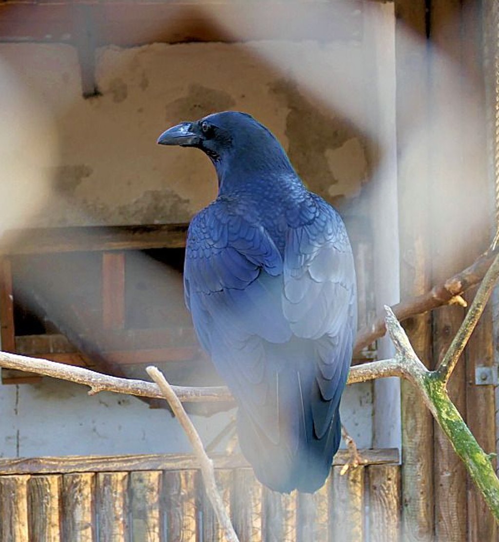 Der verbliebene Kolkrabe ist nun allein in der Voliere. 