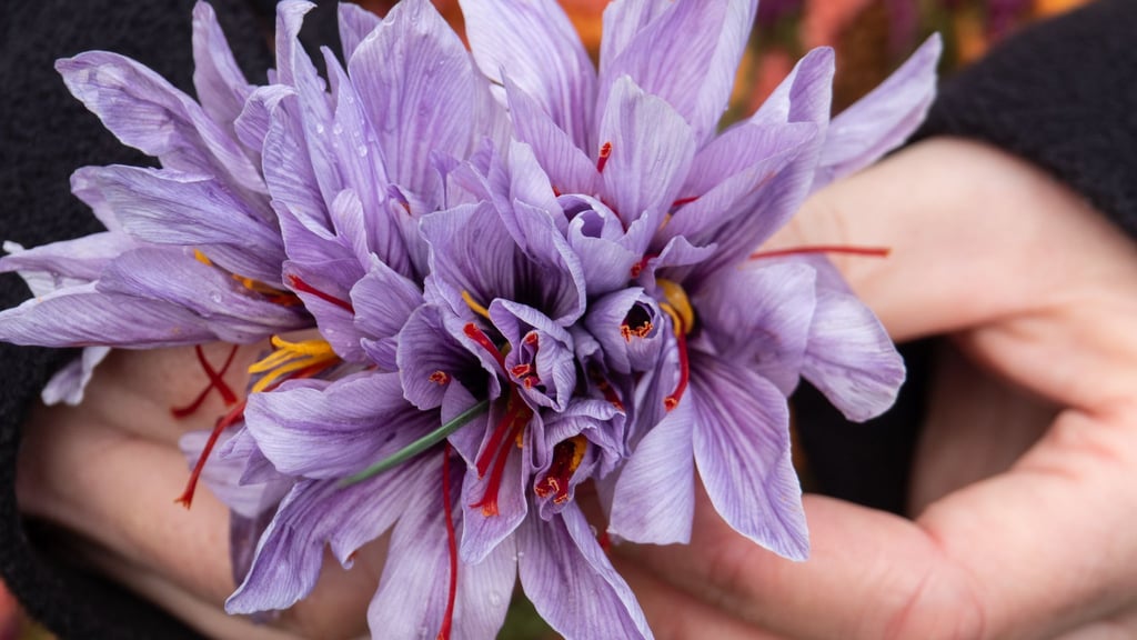 Erntezeit im Altenburger Land: Jeder Safranblüte wird einzeln per Hand gepflückt.