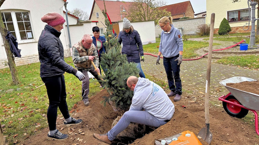 Gemeinsam gelingt viel. Die Mitglieder des Vereins „Rödgen 1209“ bringen ihren neuen Weihnachtsbaum in Position. Er soll dauerhaft wachsen. 