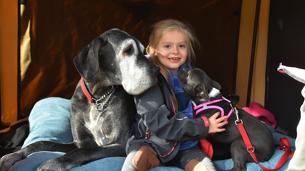 Charlotte fühlte sich 2024 bei der Doggen-Ausstellung im Calvörder Grieps sichtlich wohl zwischen der Dogge Cinderella und der Französischen Bulldogge Elsa.
