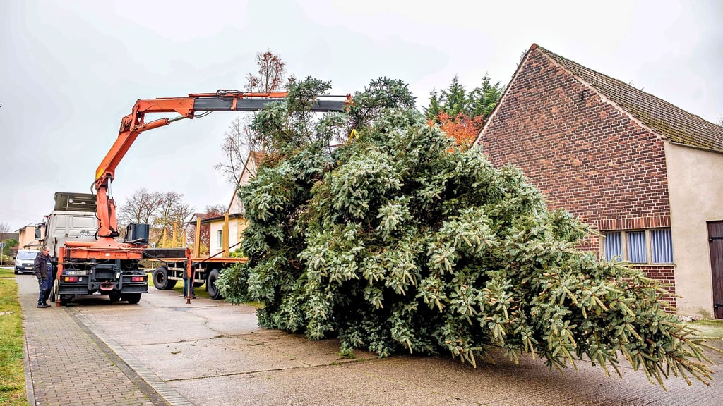 Kein Weihnachtsmarkt ohne Baum: Diese Blaufichte aus Dietrichsdorf schmückt seit Montag den Marktplatz in der Lutherstadt. 