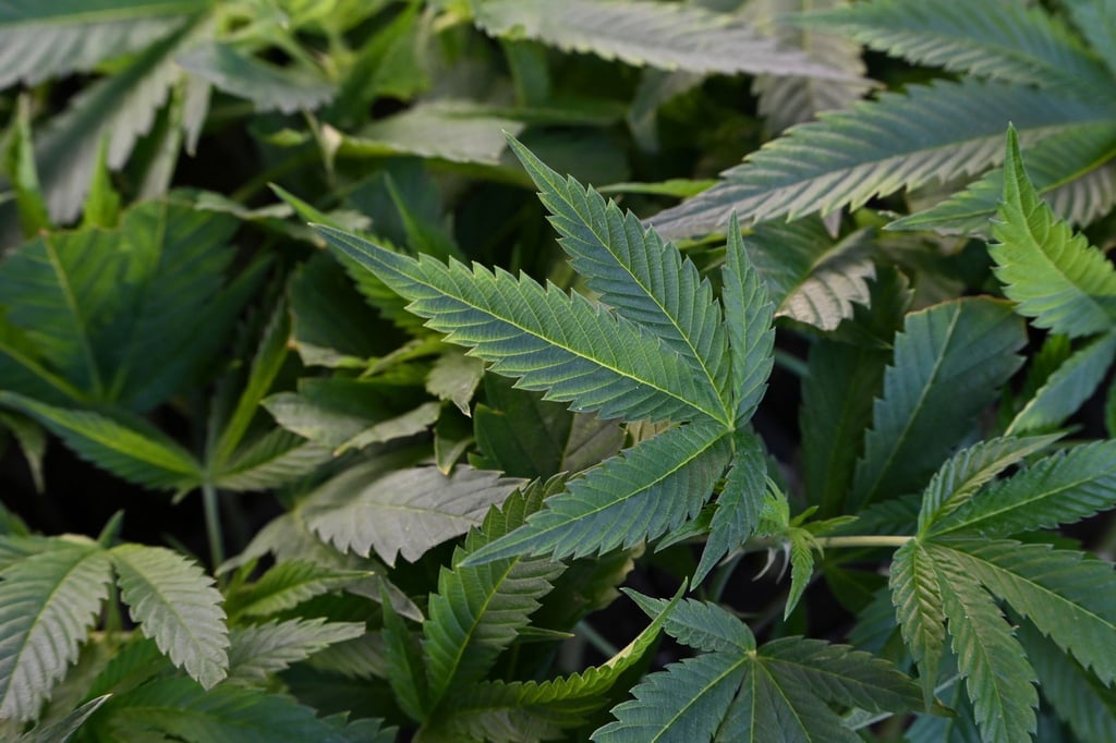 Im vergangenen Jahr erntete nur ein Verein in Sachsen Cannabis. (Symbolbild)