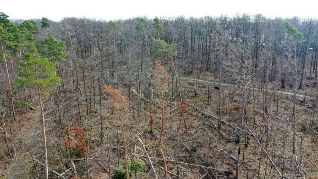 So dramatisch ist in weiten Teilen der Dölauer Heide der Zustand des Waldes.