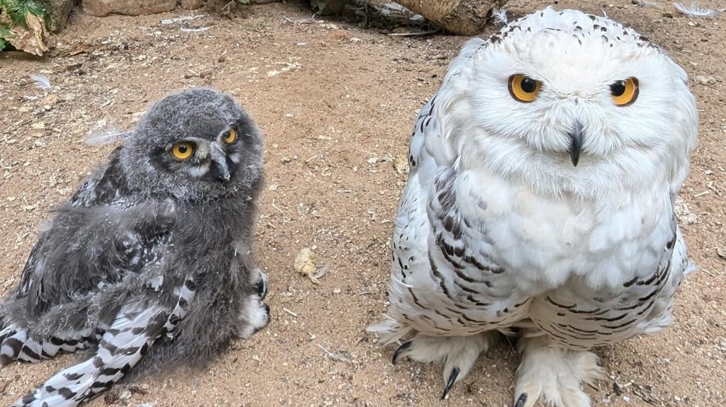 Im Weißenfelser Heimatnaturgarten gibt es mehrere Eulen und andere Vogelarten, die getötet werden müssten, sobald nur ein Tier mit der Vogelgrippe infiziert ist.