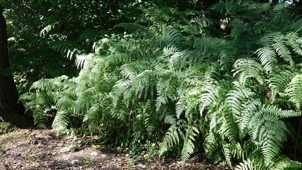 Der Adlerfarn bevorzugt eher saure Böden und breitet sich dort teppichartig aus – auch in Sachsen-Anhalt.