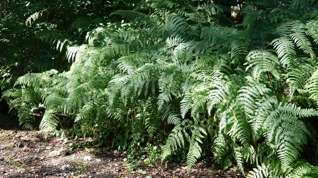 Der Adlerfarn bevorzugt eher saure Böden und breitet sich dort teppichartig aus – auch in Sachsen-Anhalt.