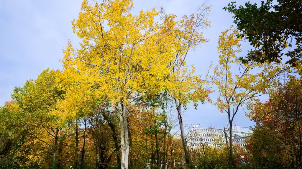 Die Zitterpappel - der Baum des Jahres - ist in Thüringen eher selten zu finden. (Symbolbild)