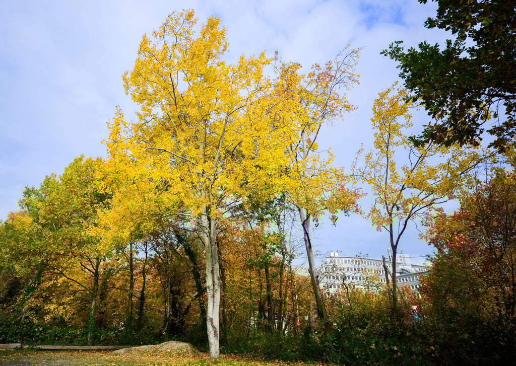 Die Zitterpappel - der Baum des Jahres - ist in Thüringen eher selten zu finden. (Symbolbild)