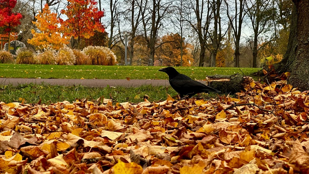 Eine Krähe sucht im Herbstlaub im Stadtpark Rotehorn in Magdeburg nach Nahrung.