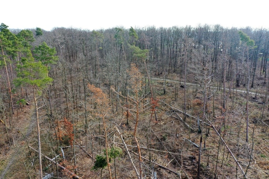 So dramatisch ist in weiten Teilen der Dölauer Heide der Zustand des Waldes.