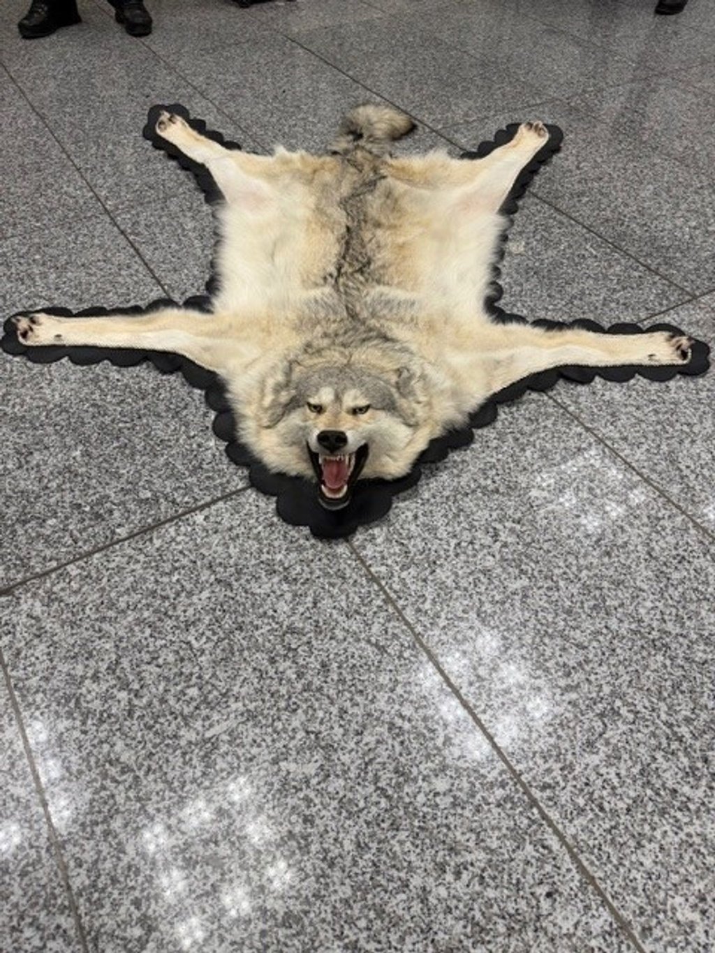 Der Zoll am Frankfurter Flughafen entdeckte ein Wolfsfell im Gepäck eines Reisenden. (Handout)