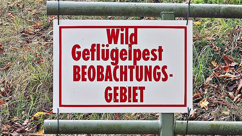 Die Geflügelpest hat zuerst am Stausee Kelbra für  Sperrungen gesorgt.