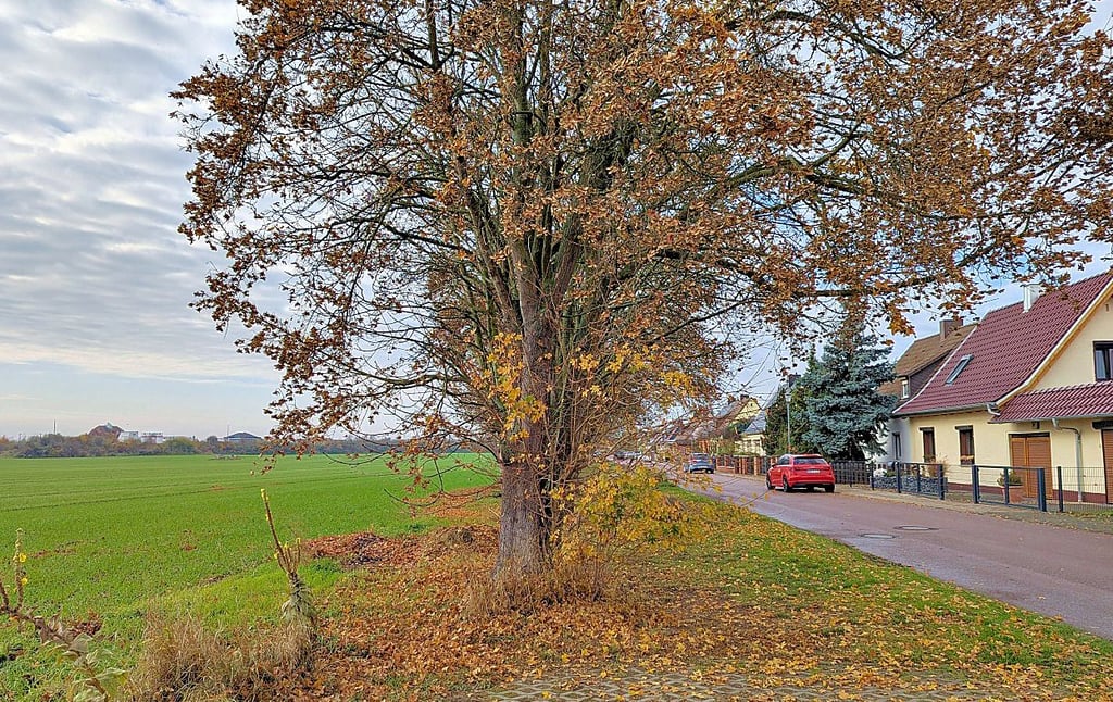 Links Ackerbau, rechts Wohngebiet: Die Eigenheimsiedlung Merseburg-Freiimfelde grenzt direkt an das Feld an.