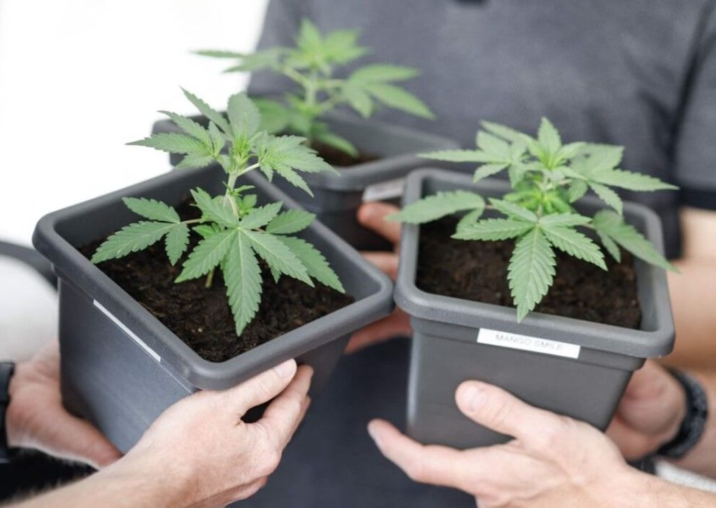 Die Rentnerin aus Halle wollte 117 Cannabis-Stecklinge auf einer Demo in Halle verschenken.