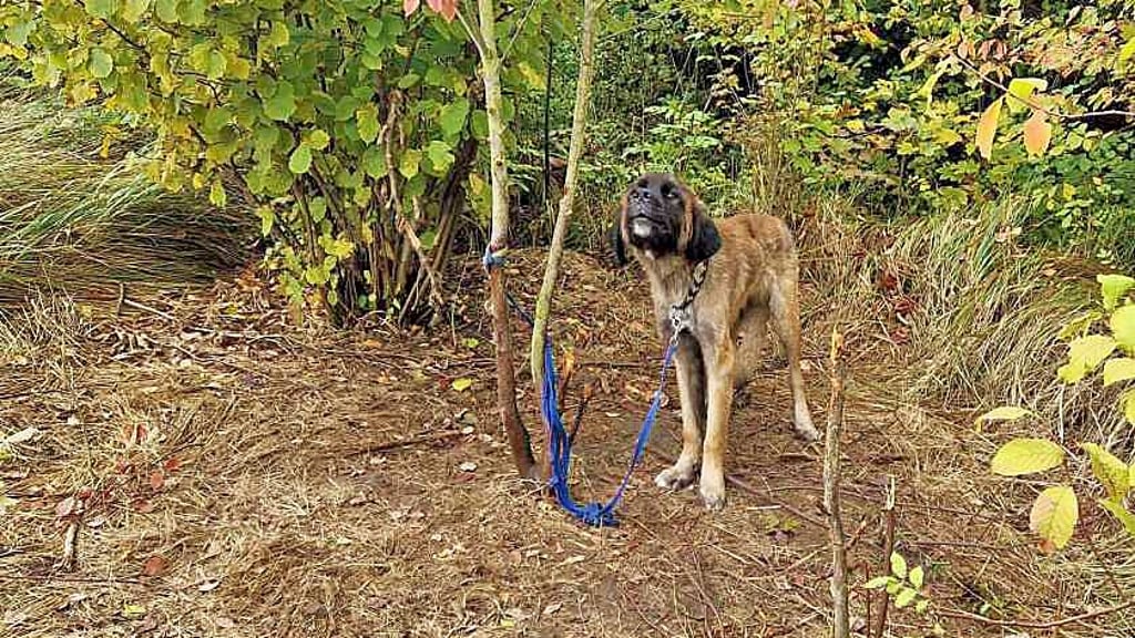 Der Leonberger im Neundorfer Busch, Oktober 2024.