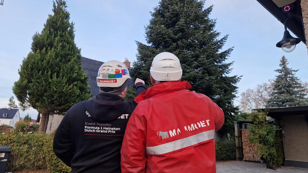 Da ist das Ding: Noch am Morgen stand Halles Weihnachtsbaum 2025 im Norden der Stadt fest verwurzelt.