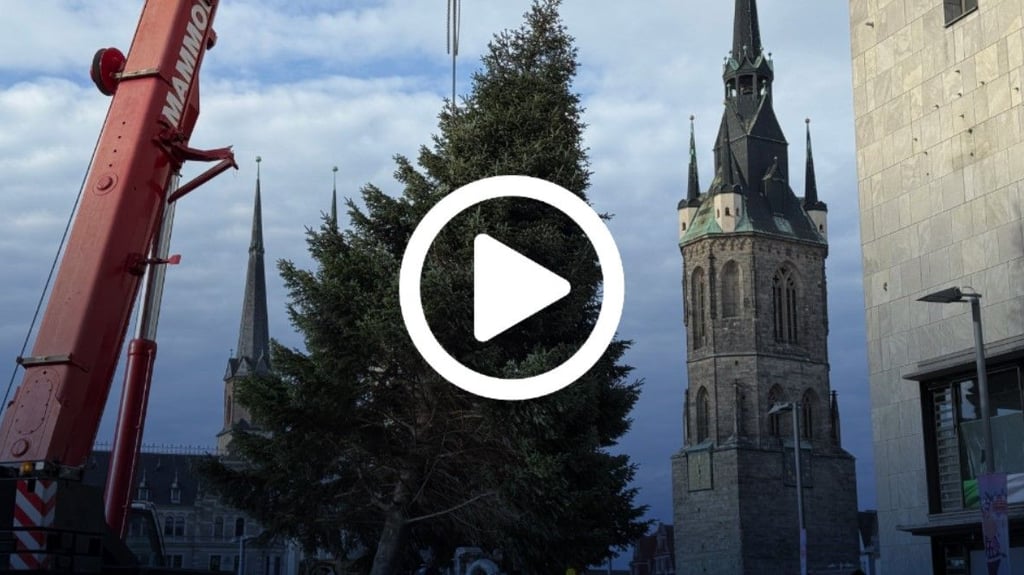 Die Tanne am Haken: Per Kran wurde Halles Weihnachtsbaum 2025 auf dem Markt vom Tieflader gehievt.