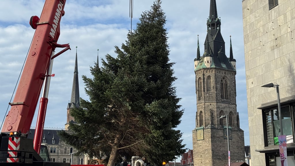 Die Tanne am Haken: Per Kran wurde Halles Weihnachtsbaum 2025 auf dem Markt vom Tieflader gehievt.