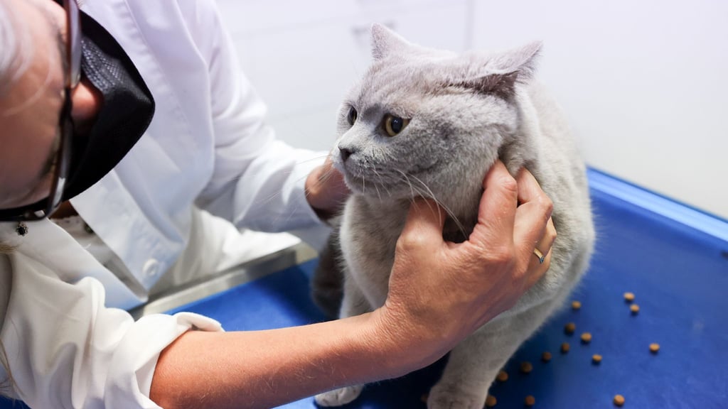 Juckreiz, Fellverlust und Magen-Darm-Beschwerden können auf eine Nahrungsmittelallergie bei Hund oder Katze hinweisen, daher sollten solche Symptome immer vom Tierarzt abgeklärt werden.