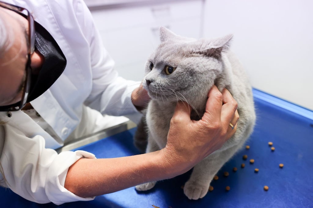 Juckreiz, Fellverlust und Magen-Darm-Beschwerden können auf eine Nahrungsmittelallergie bei Hund oder Katze hinweisen, daher sollten solche Symptome immer vom Tierarzt abgeklärt werden.