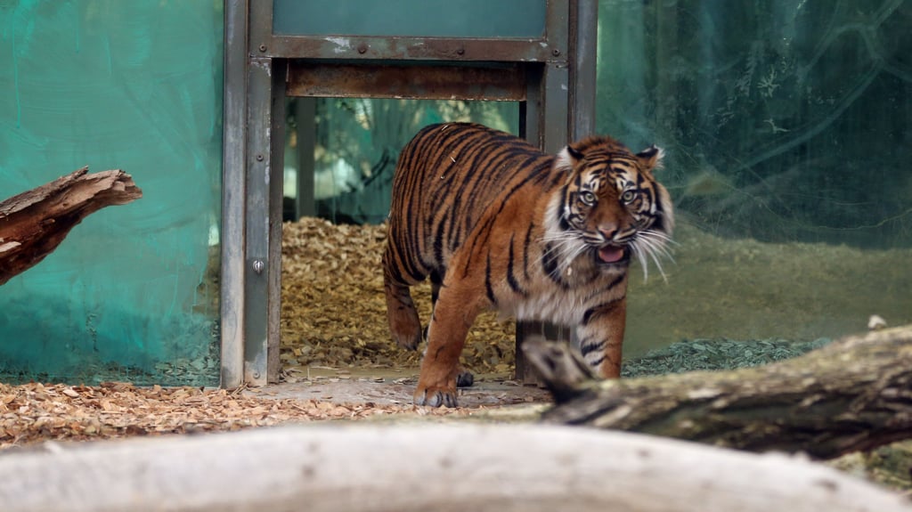 Tigerdame Lara hat im Zoo Halle kürzlich eine frisch geschlachtete Pute aus dem eigenen Bestand des Zoos zu fressen bekommen.
