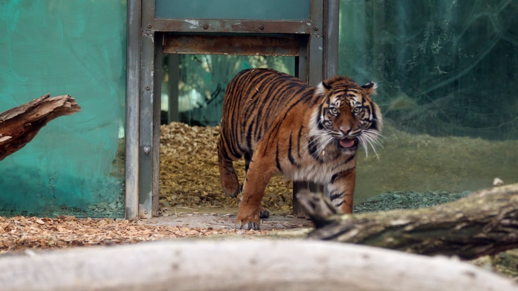 Tigerdame Lara hat im Zoo Halle eine frisch geschlachtete Pute aus dem eigenen Bestand zu fressen bekommen. 