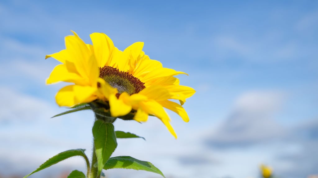 Besonders der Süden profitiert von der Wetterlage.