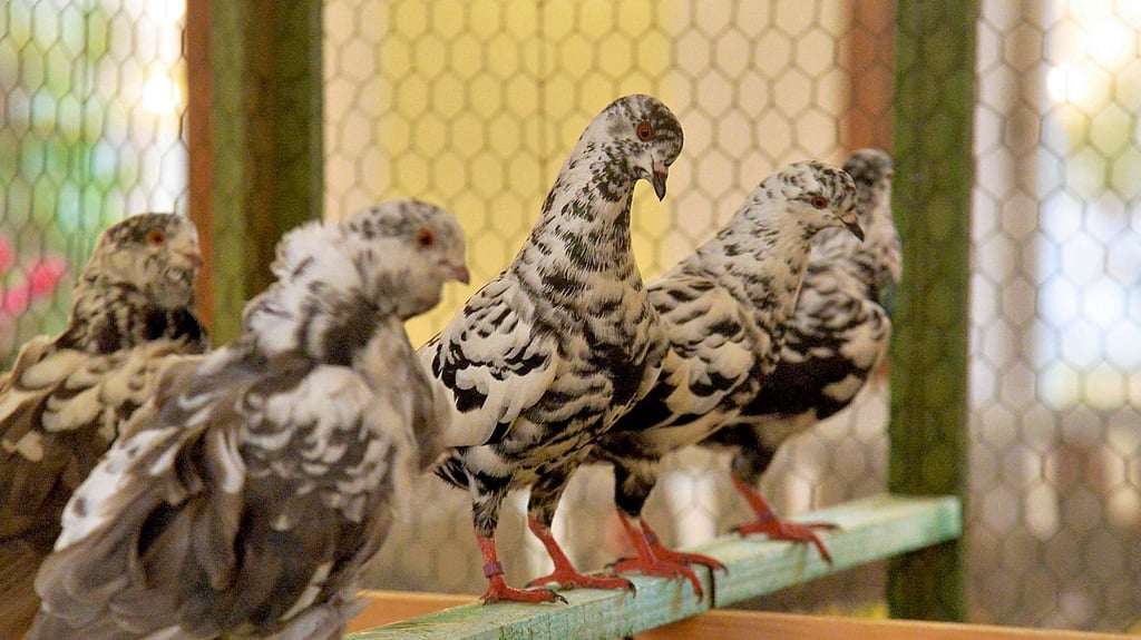 Die Vogelgrippe sorgt für Absagen von Geflügelschauen im Salzlandkreis.
