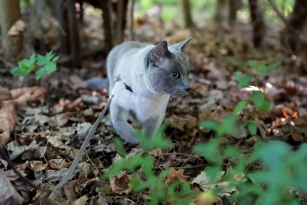 Spaziergänge an der Leine bieten Abwechslung – wenn die Katze sich wohlfühlt.