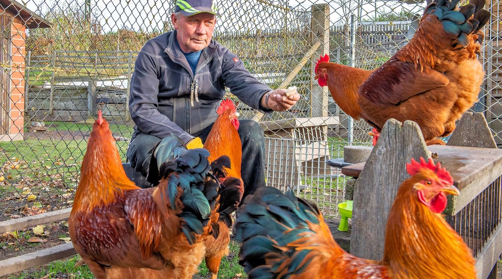 Geflügelzüchter Axel Alf aus Bad Kösen mit seinen Hühnern New Hamphire gold-braun. In Eckartsberga richtet er als 2. Vorsitzender des dortigen Züchtervereins  die 30. Kreisrassegeflügelschau aus.