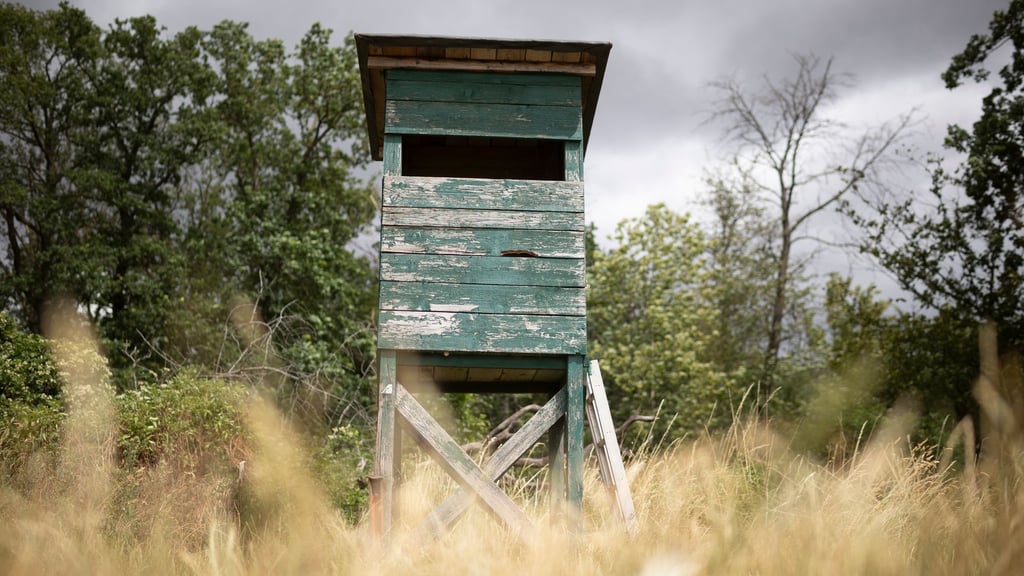 Von einem Hochsitz sichtet ein Jäger im nördlichen Rheinland-Pfalz ein größeres katzenartiges Tier. (Symbolbild)