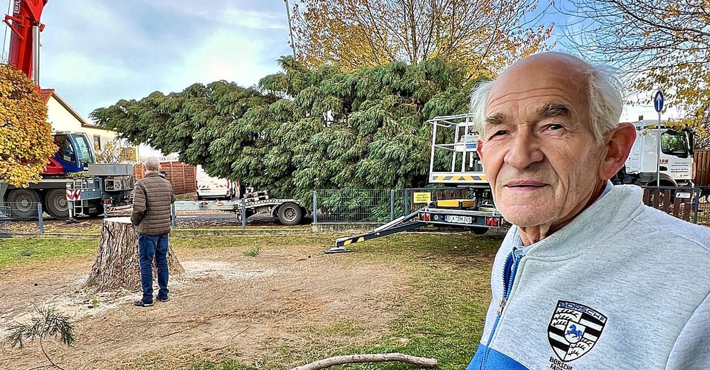 Gerhard Unger hatte den Mammutbaum vor 25 Jahren gepflanzt. 