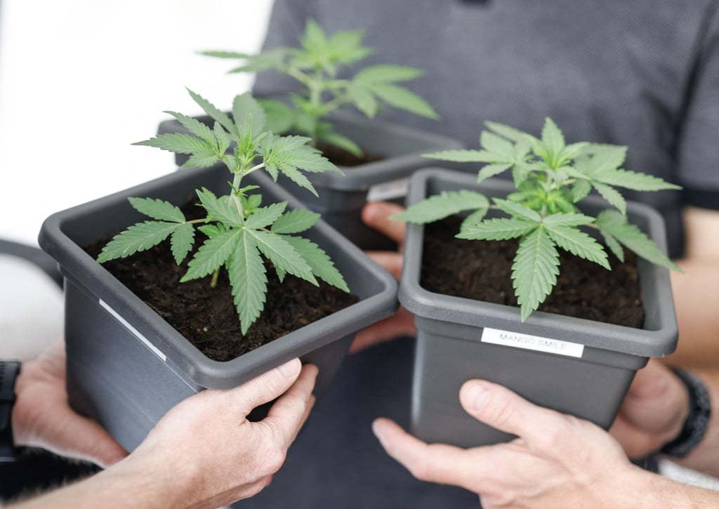 Die Rentnerin aus Halle wollte 117 Cannabis-Stecklinge auf einer Demo in Halle verschenken. 