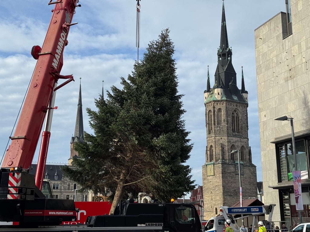 Die Tanne am Haken: Per Kran wurde Halles Weihnachtsbaum 2025 auf dem Markt vom Tieflader gehievt.