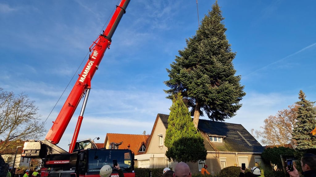 Die Tanne am Haken: Per Kran wurde Halles Weihnachtsbaum 2025 auf einen Tieflader gehievt.