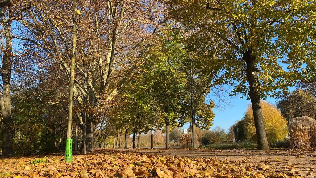 Der Herbst zeigt in der Hans-Schmidt-Allee am Flickschupark sein schönstes Gesicht.