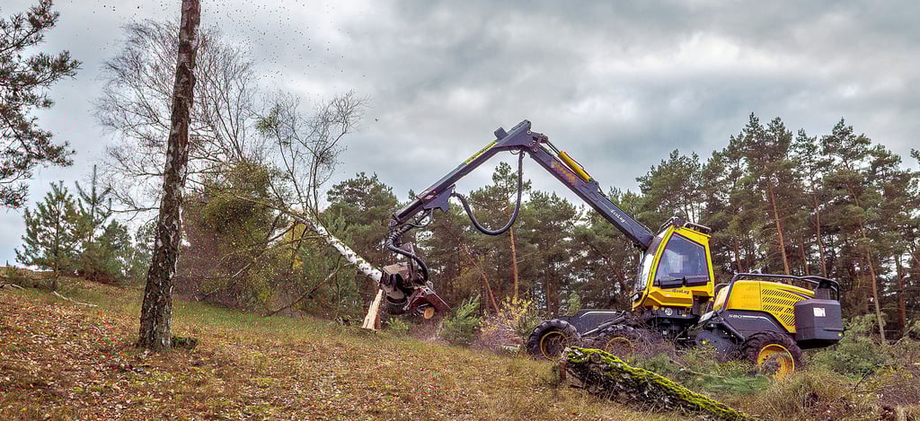 Seit Dienstag arbeitet sich ein Harvester durch rund 4.000 Quadratmeter Wald auf Gommerns Osterberg. Baum um Baum wird gefällt, um  eine Binnendüne zu reaktivieren.