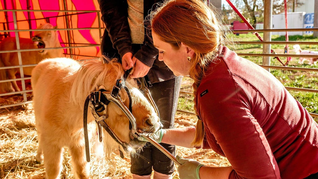 Tierärztin Kristin Harnisch raspelt Mini-Ponny Coco die Zähne. 