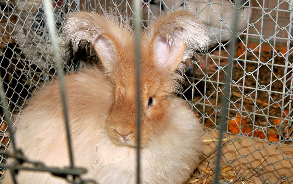 Ausgefallene Kaninchenrassen gibt es am Wochenende in der Festscheune in Schwarz zu sehen. 