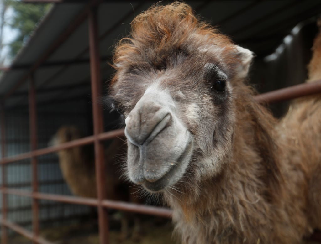 Mehrere Kamele waren ausgebüxt.