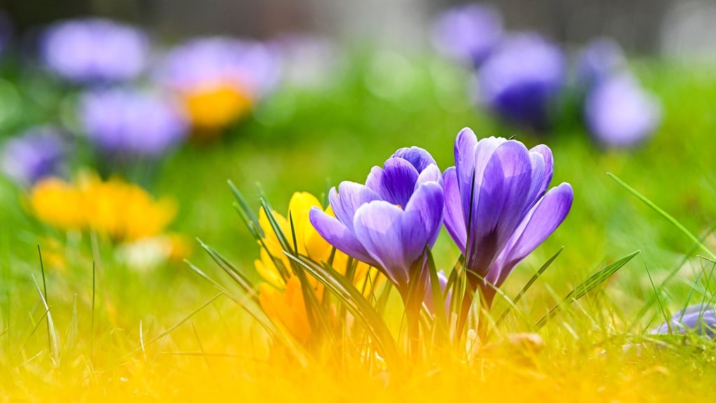 Krokusse, Tulpen, Narzissen: Wer sie im Frühjahr im Garten blühen sehen möchte, muss im Herbst Zwiebeln setzen.